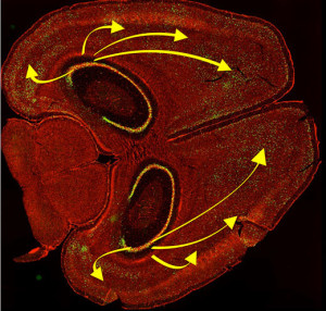 mouse brain